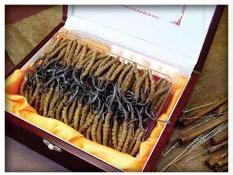 澜沧冬虫夏草回收